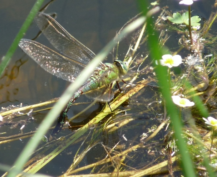 Anax imperator in deposizione